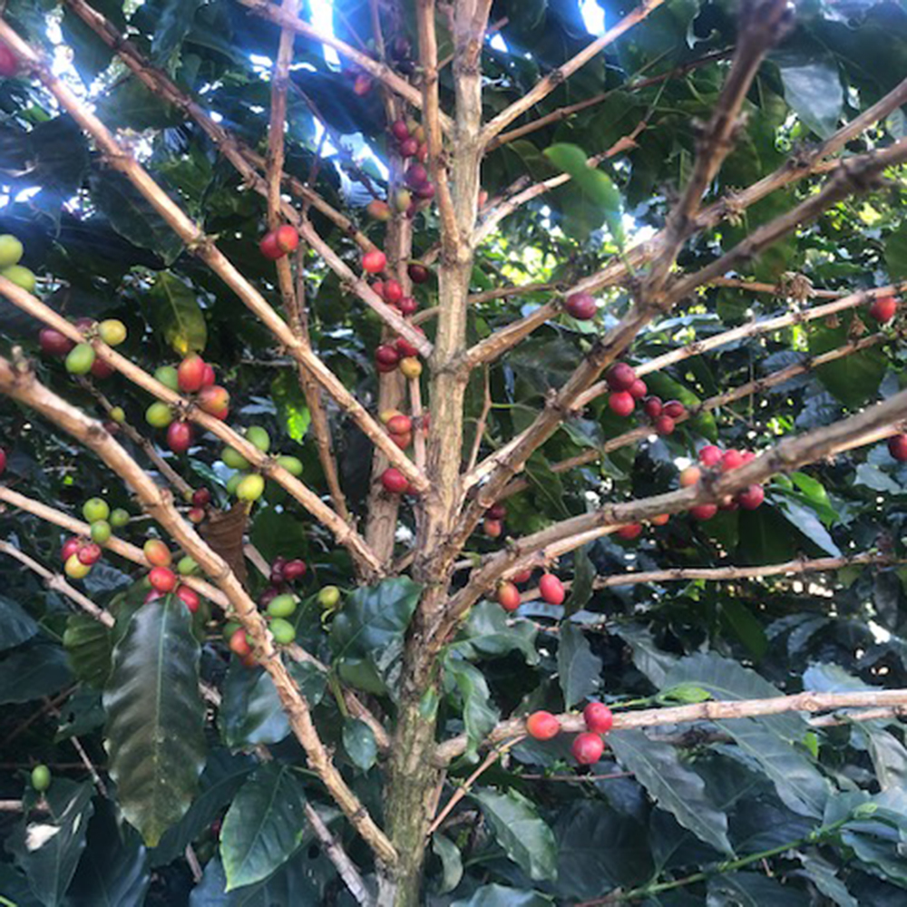 Blend No.3 Blend 79 Beans – Bag